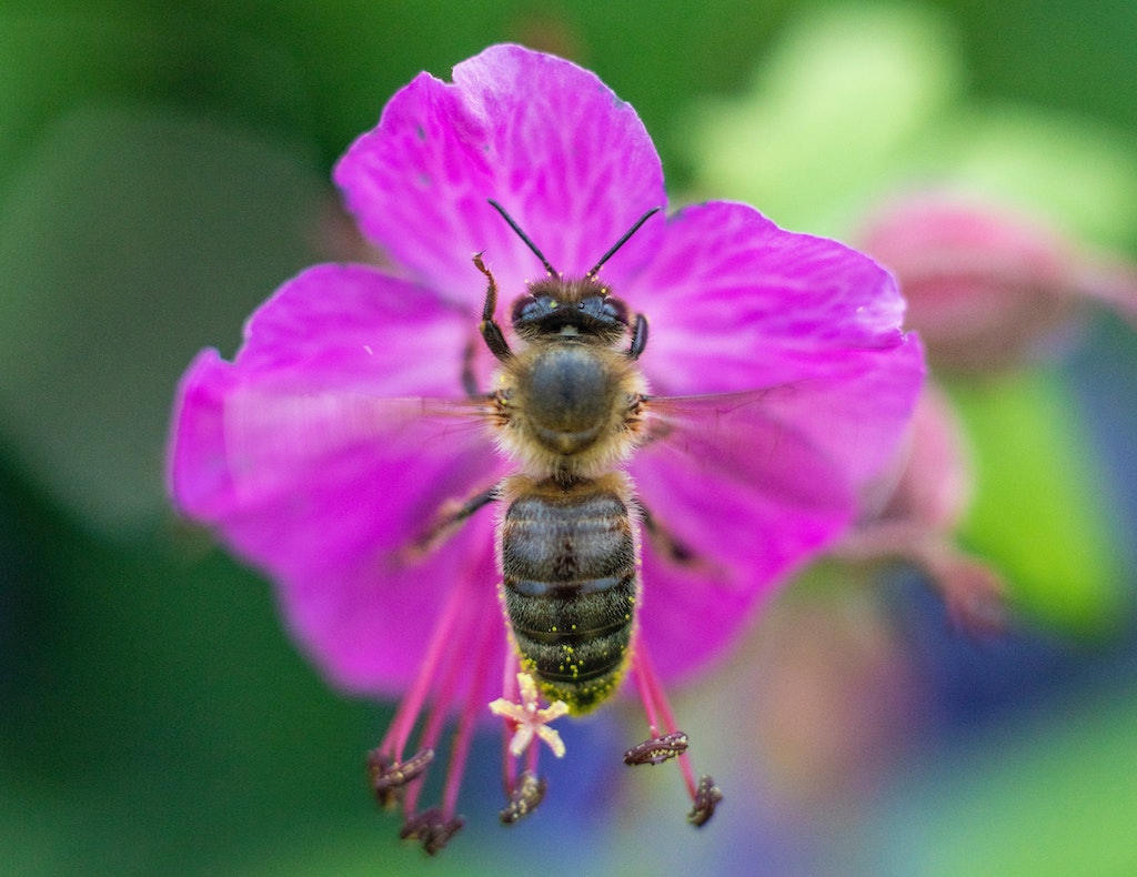 Honey bee on a flower.