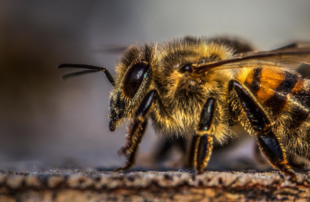 Close up of a honey bee head and thorax.